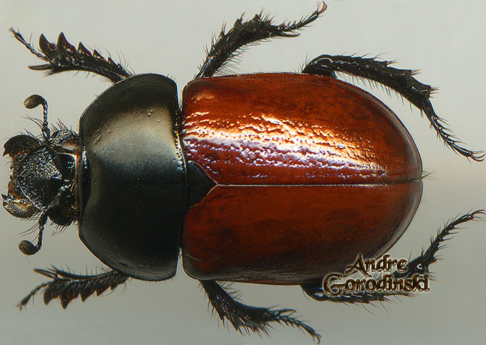 http://www.gorodinski.ru/geotrupes/Geotrupes genestieri.jpg